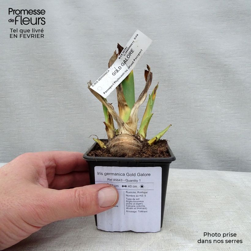Iris germanica Gold Galore - Giaggiolo paonazzo Vasetto da 8/9 cm esemplare consegnato in inverno