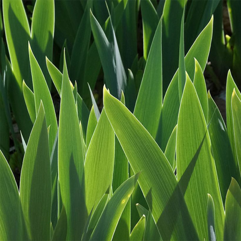 Iris germanica Good Show - Giaggiolo paonazzo (Fogliame)