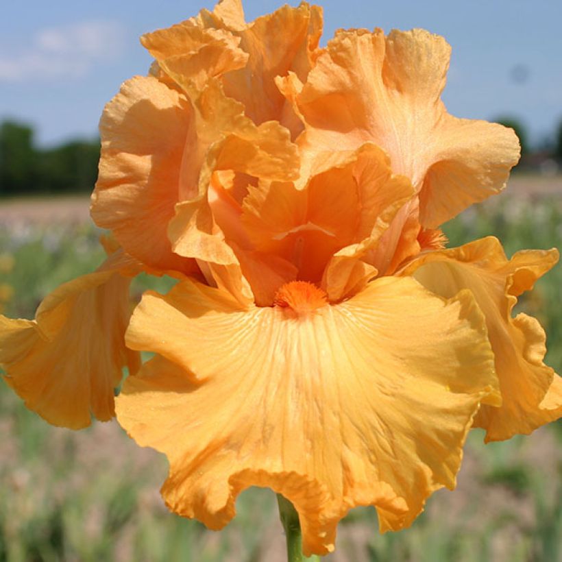 Iris germanica Good Show - Giaggiolo paonazzo (Fioritura)