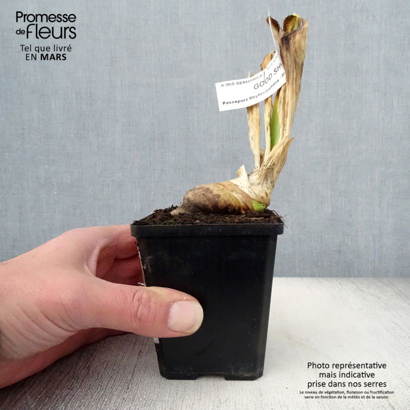 Iris germanica Good Show - Giaggiolo paonazzo Vasetto da 8/9 cm esemplare consegnato in primavera