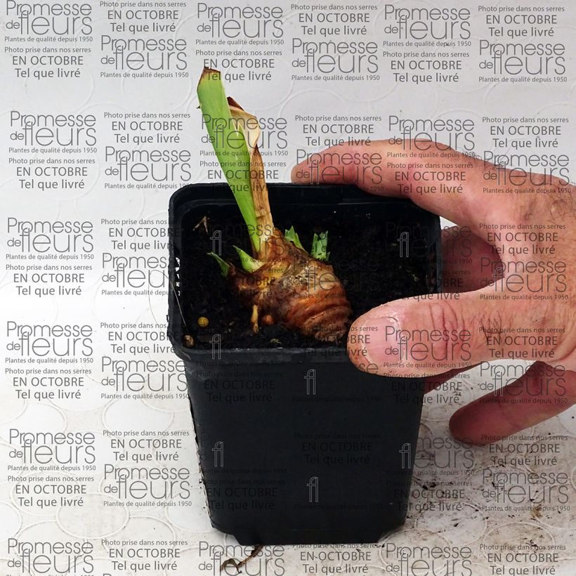 Esempio di esemplare Iris germanica Gracchus - Giaggiolo paonazzo Vasetto da 8/9 cm come consegnato