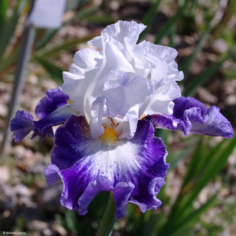 Iris germanica Haute Savoie - Giaggiolo paonazzo (Fioritura)
