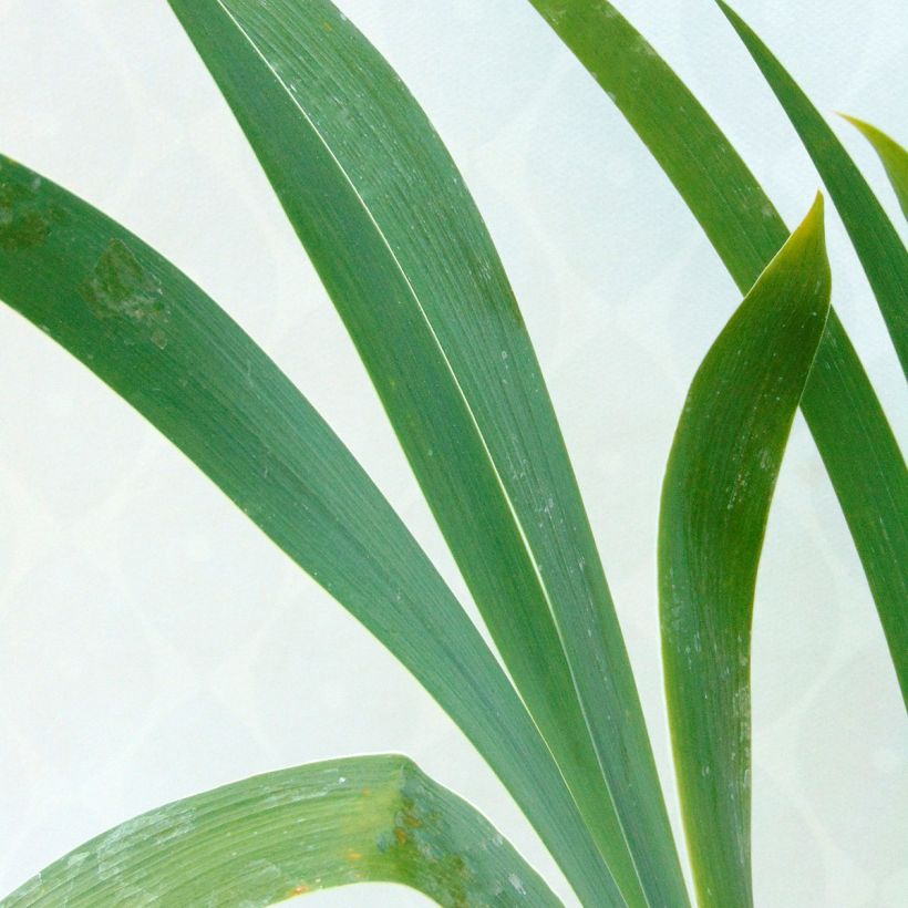 Iris germanica High Stakes - Giaggiolo paonazzo (Fogliame)