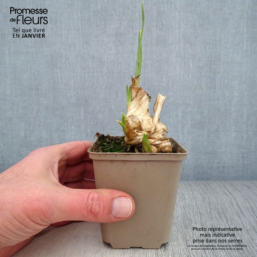 Iris germanica Hissy Fit - Giaggiolo paonazzo Vasetto da 8/9 cm esemplare consegnato in inverno