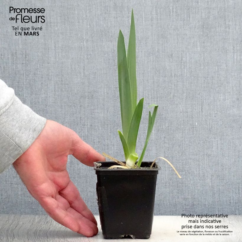 Iris germanica Hysteria - Giaggiolo paonazzo Vasetto da 8/9 cm esemplare consegnato in primavera