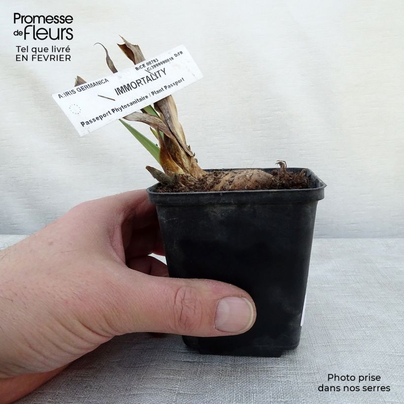 Iris germanica Immortality - Giaggiolo paonazzo Vasetto da 8/9 cm esemplare consegnato in inverno