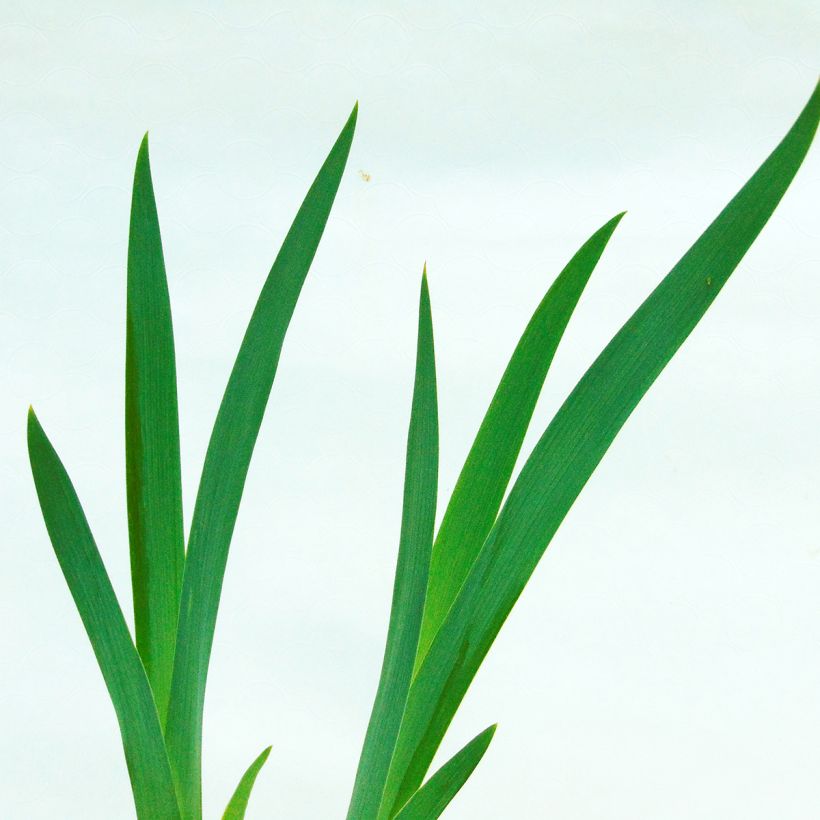 Iris germanica Impressionist - Giaggiolo paonazzo (Fogliame)