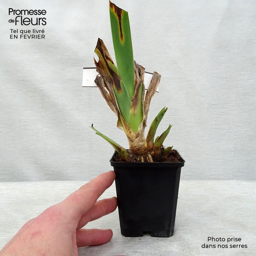 Iris germanica Innocent Star - Giaggiolo paonazzo Vasetto da 8/9 cm esemplare consegnato in inverno
