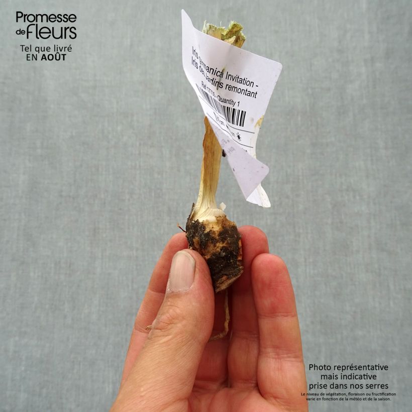 Esemplare di Iris germanica Invitation - Giaggiolo paonazzo Vasetto da 8/9 cm consegnato in estate