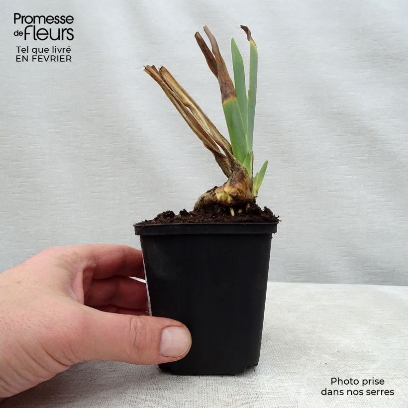 Iris germanica Irisades - Giaggiolo paonazzo Vasetto da 8/9 cm esemplare consegnato in inverno