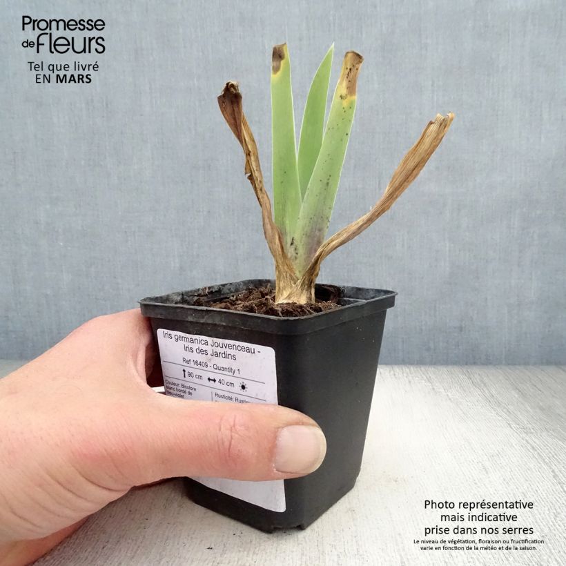 Iris germanica Jouvenceau - Giaggiolo paonazzo Rizoma, misura 10/15, qualità extra esemplare consegnato in primavera