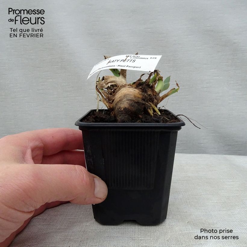 Iris germanica Katty Petts - Giaggiolo paonazzo Vasetto da 8/9 cm esemplare consegnato in inverno