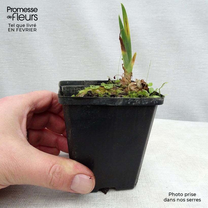 Iris germanica Kingajou Shrew - Giaggiolo paonazzo Vasetto da 8/9 cm esemplare consegnato in inverno