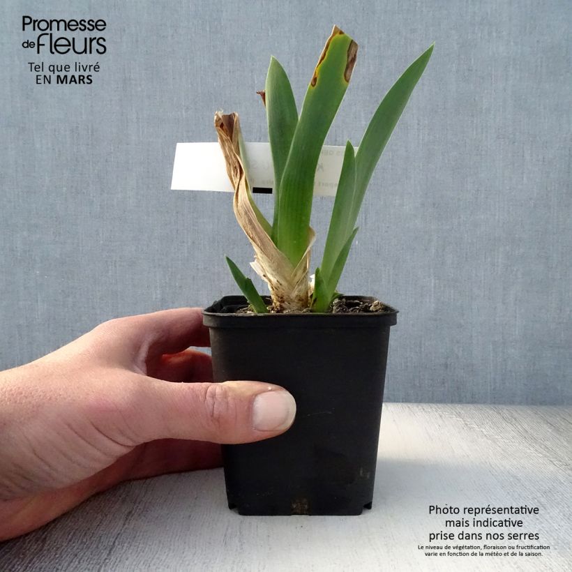 Iris germanica Kingajou Shrew - Giaggiolo paonazzo Vasetto da 8/9 cm esemplare consegnato in primavera