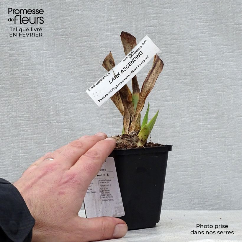Iris germanica Lark Ascending - Giaggiolo paonazzo Vasetto da 8/9 cm esemplare consegnato in inverno