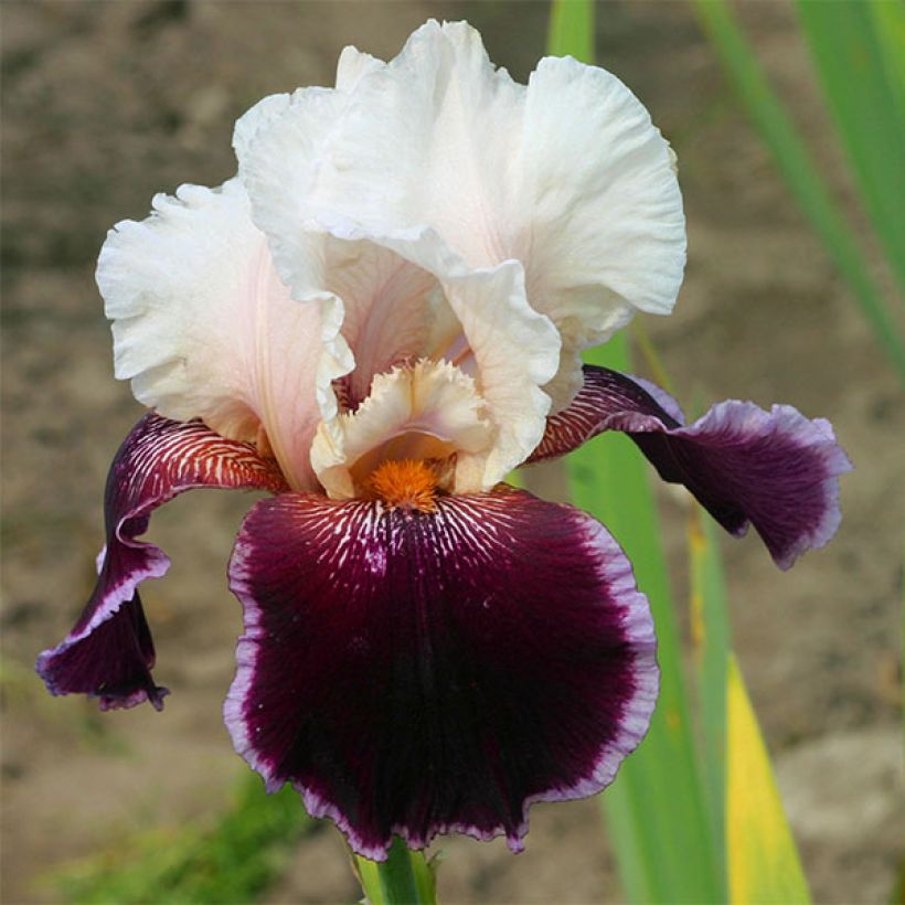 Iris germanica Latin Lady - Giaggiolo paonazzo (Fioritura)