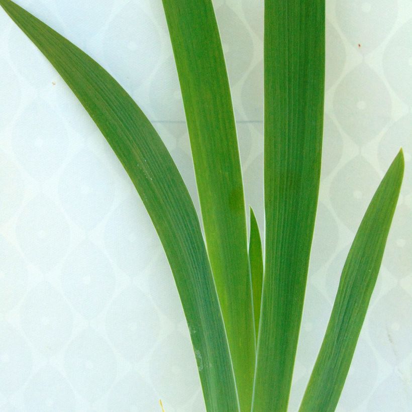 Iris germanica Latin Lady - Giaggiolo paonazzo (Fogliame)
