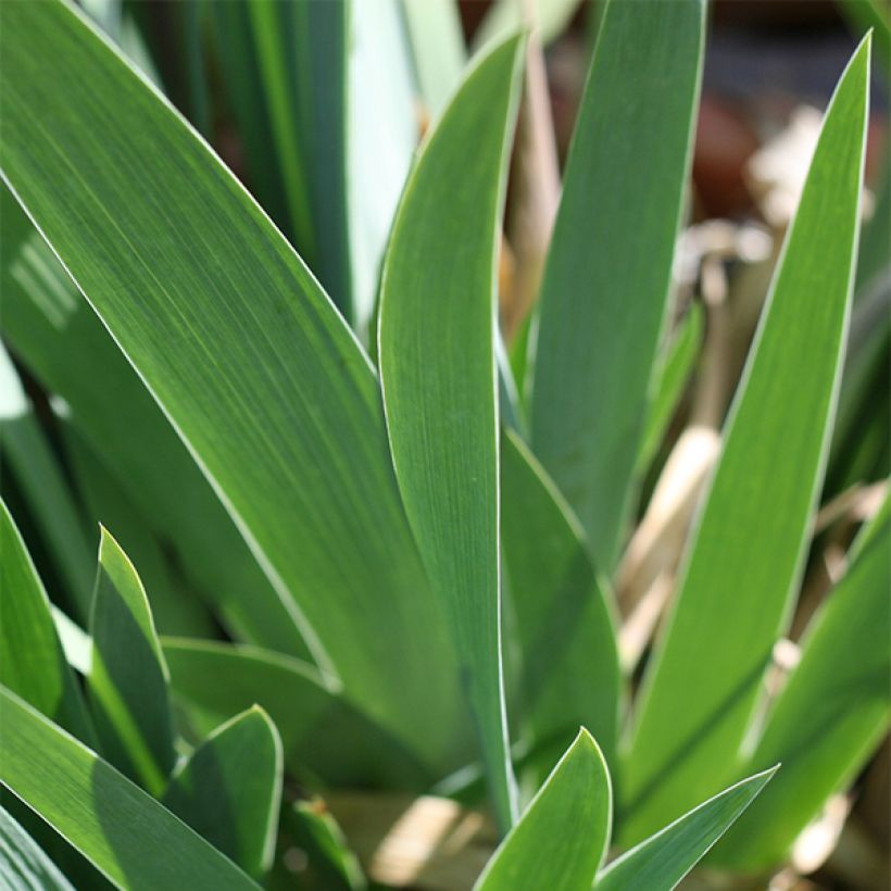 Iris germanica Let's Boogie - Giaggiolo paonazzo (Fogliame)
