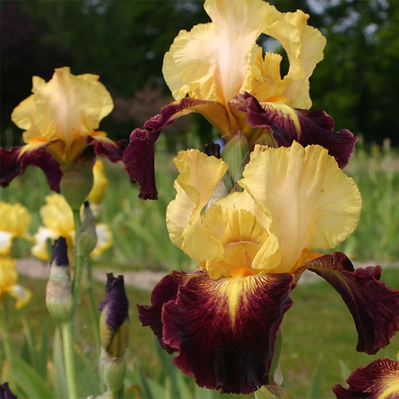 Iris germanica Let's Boogie - Giaggiolo paonazzo (Fioritura)