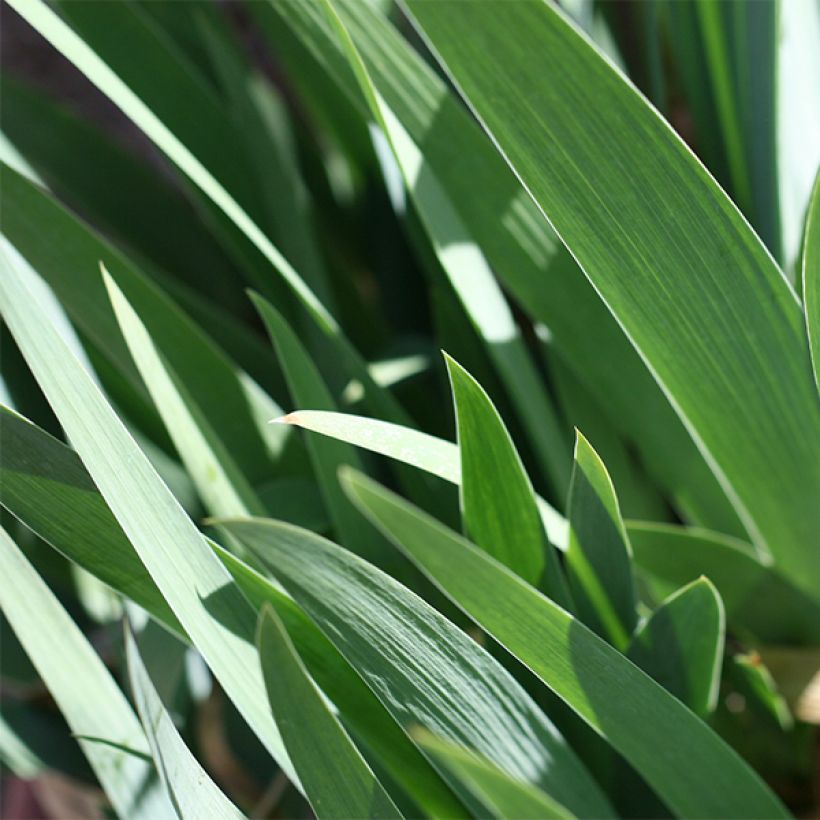 Iris germanica Mallow dramatic - Giaggiolo paonazzo (Fogliame)