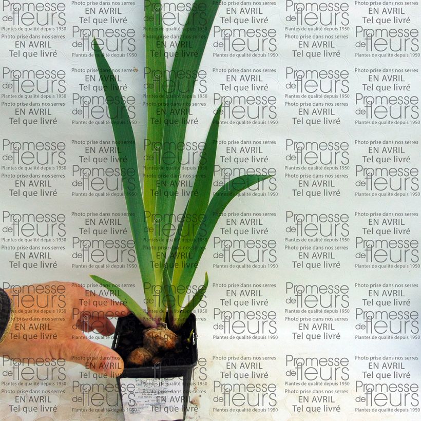 Esempio di esemplare Iris germanica Mallow dramatic - Giaggiolo paonazzo Vasetto da 8/9 cm come consegnato