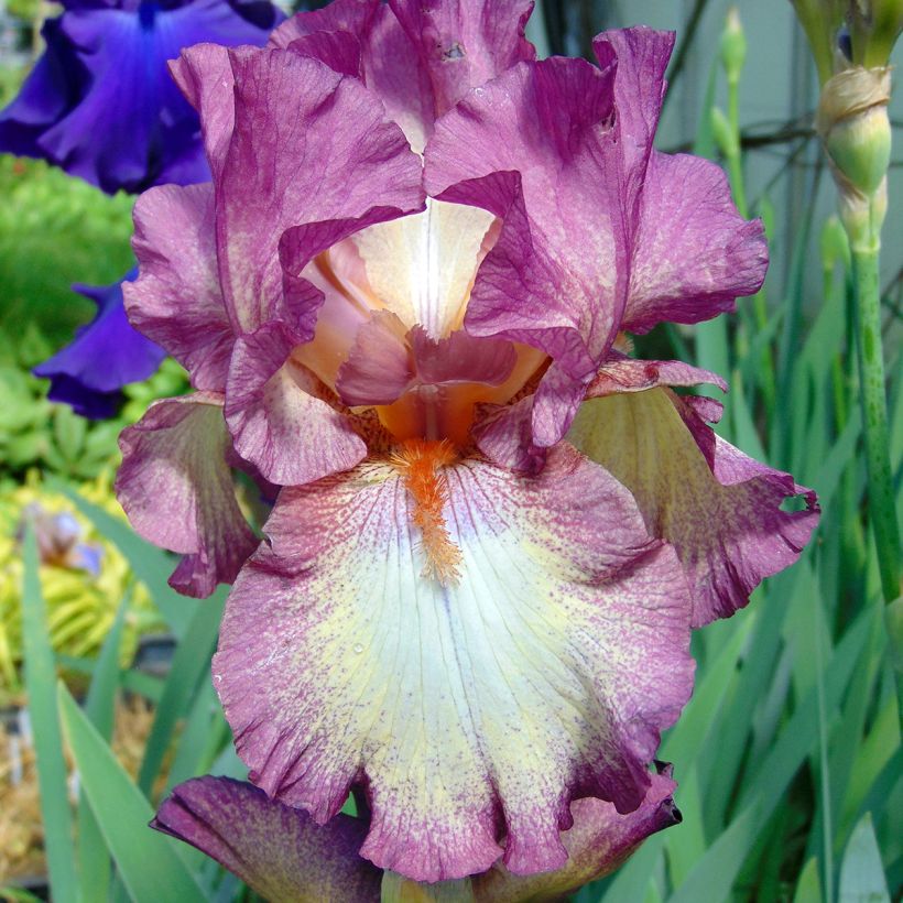 Iris germanica Master Plan - Giaggiolo paonazzo (Fioritura)
