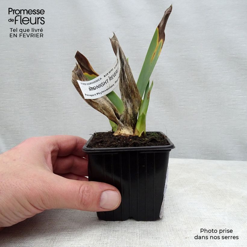 Iris germanica Midnight Revelry - Giaggiolo paonazzo Vasetto da 8/9 cm esemplare consegnato in inverno