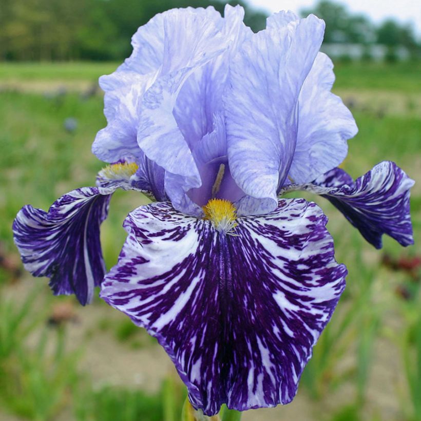 Iris germanica Millenium Falcon - Giaggiolo paonazzo (Fioritura)