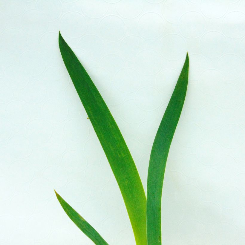 Iris germanica New Leaf - Giaggiolo paonazzo (Fogliame)