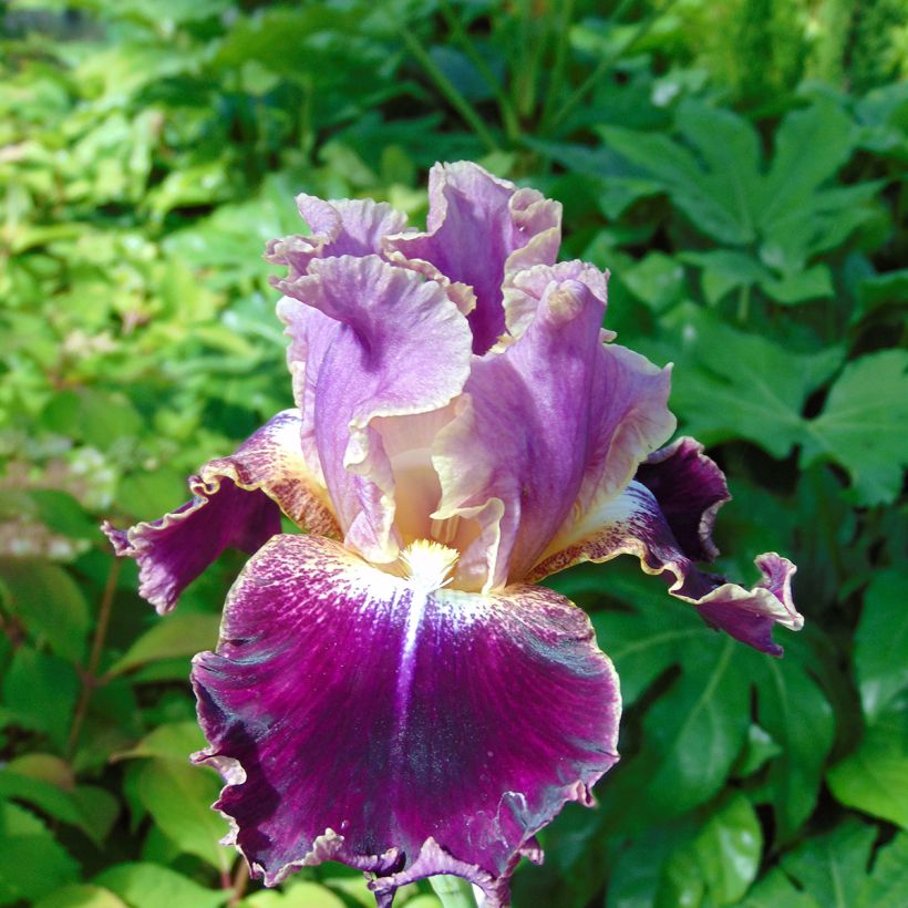 Iris germanica New Leaf - Giaggiolo paonazzo (Fioritura)