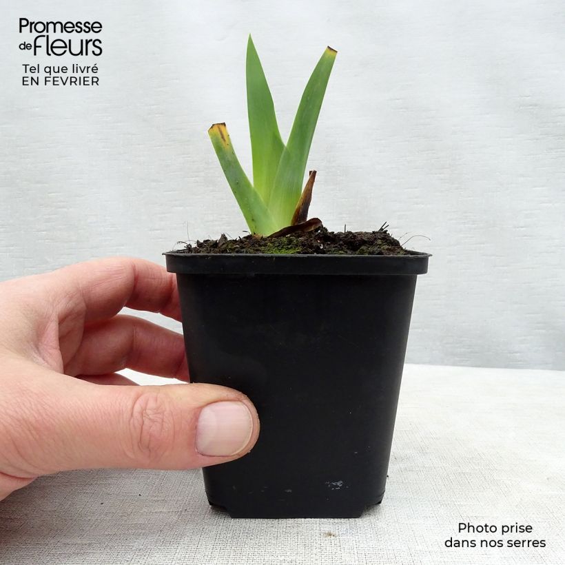 Iris germanica Obsidian - Giaggiolo paonazzo Vasetto da 8/9 cm esemplare consegnato in inverno