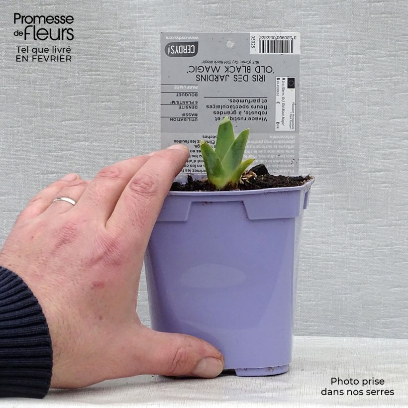 Iris germanica Old Black Magic - Giaggiolo paonazzo Vaso da 1L/1,5L esemplare consegnato in inverno