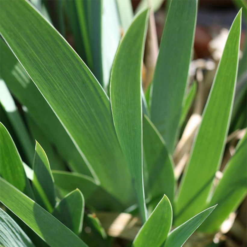 Iris germanica Ominous Stranger - Giaggiolo paonazzo (Fogliame)