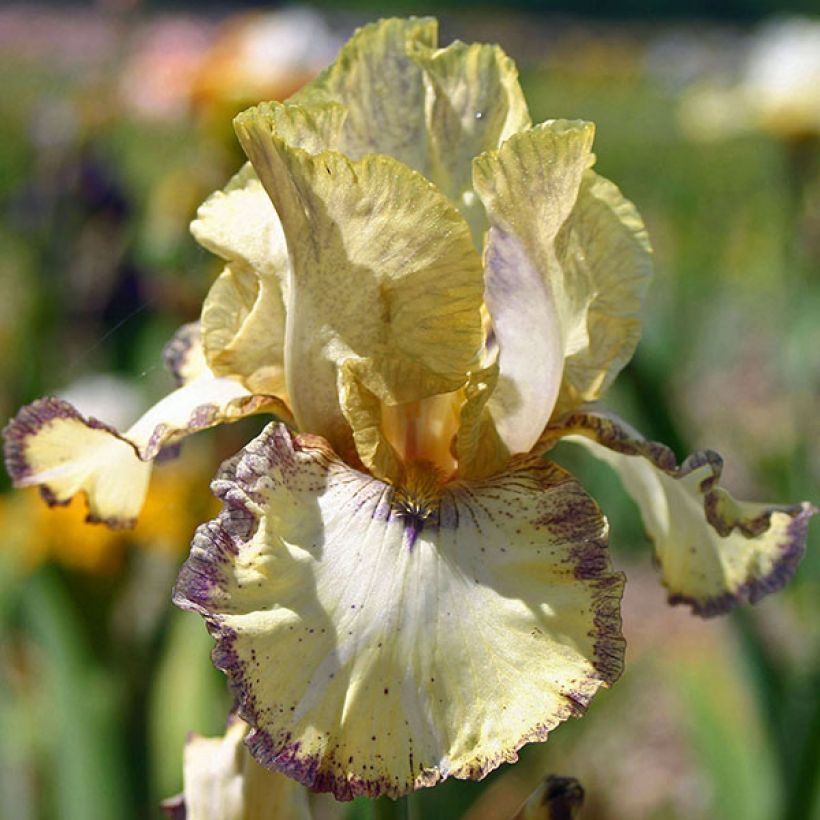 Iris germanica Ominous Stranger - Giaggiolo paonazzo (Fioritura)