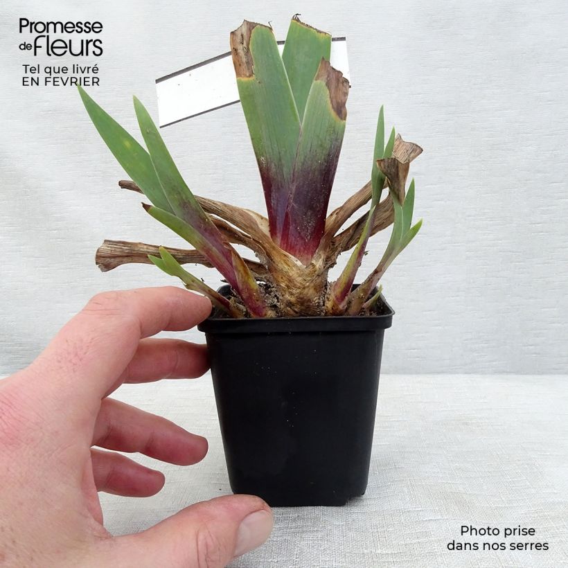 Iris germanica Ominous Stranger - Giaggiolo paonazzo Vasetto da 8/9 cm esemplare consegnato in inverno