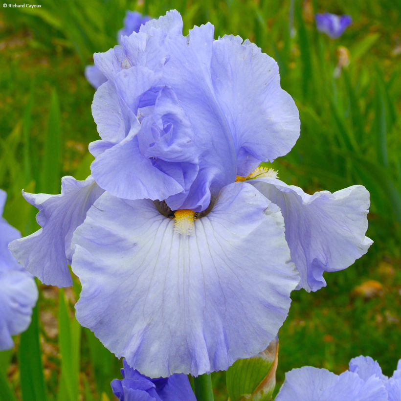 Iris germanica On En Rêve - Giaggiolo paonazzo (Fioritura)