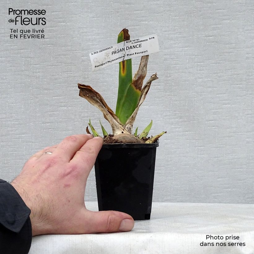 Iris germanica Pagan Dance - Giaggiolo paonazzo Vasetto da 8/9 cm esemplare consegnato in inverno