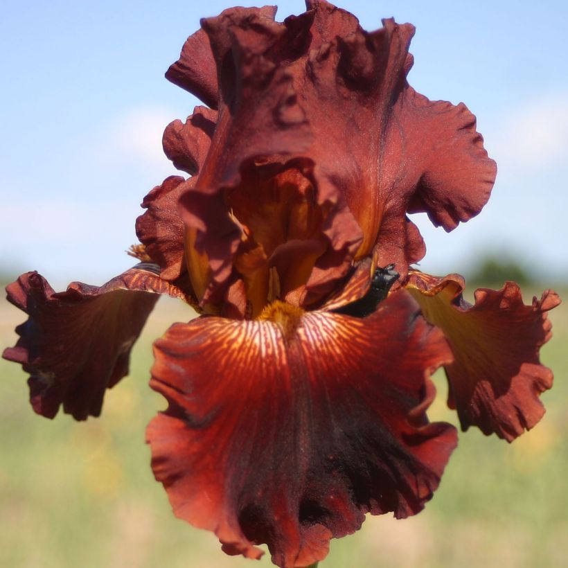 Iris germanica Play with Fire - Giaggiolo paonazzo (Fioritura)
