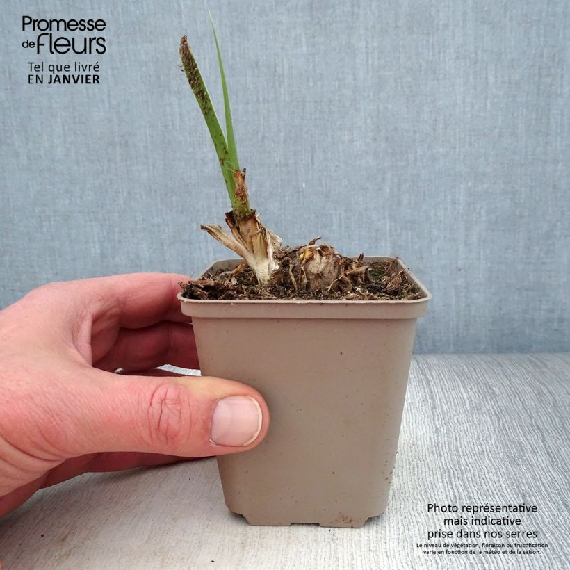 Iris germanica Pumpkin Cheesecake - Giaggiolo paonazzo Vasetto da 8/9 cm esemplare consegnato in inverno
