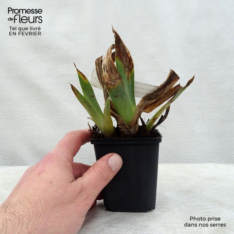 Iris germanica Raspberry Silk - Giaggiolo paonazzo Vasetto da 8/9 cm esemplare consegnato in inverno