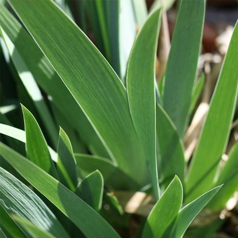Iris germanica Ré la Blanche - Giaggiolo paonazzo (Fogliame)