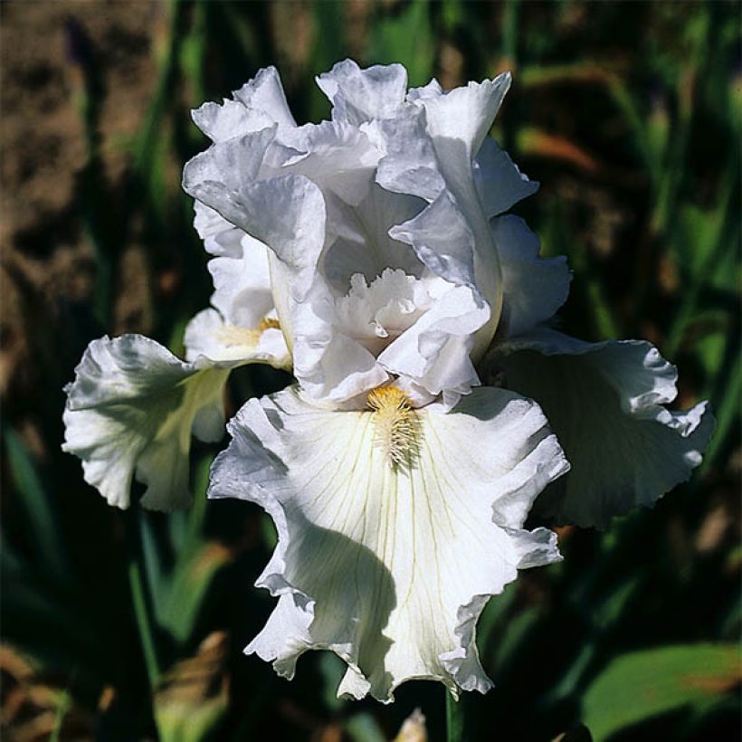 Iris germanica Ré la Blanche - Giaggiolo paonazzo (Fioritura)