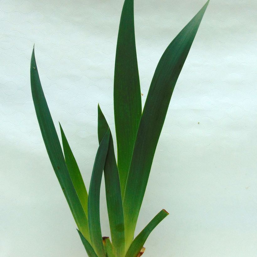 Iris germanica Rising Moon - Giaggiolo paonazzo (Fogliame)