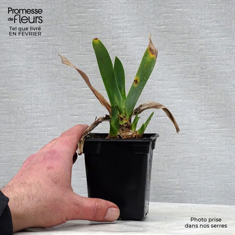 Iris germanica Saturn - Giaggiolo paonazzo Vasetto da 8/9 cm esemplare consegnato in inverno