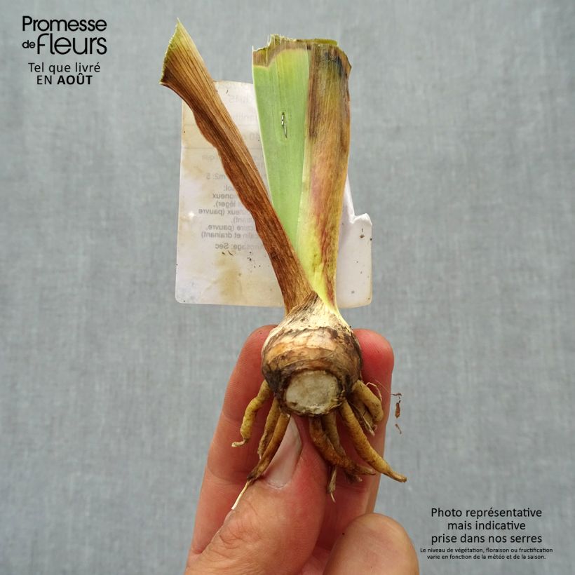 Esemplare di Iris germanica Showcase - Giaggiolo paonazzo Vasetto da 8/9 cm consegnato in estate