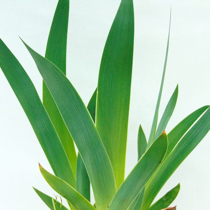 Iris germanica Sirop de Framboise - Giaggiolo paonazzo (Fogliame)