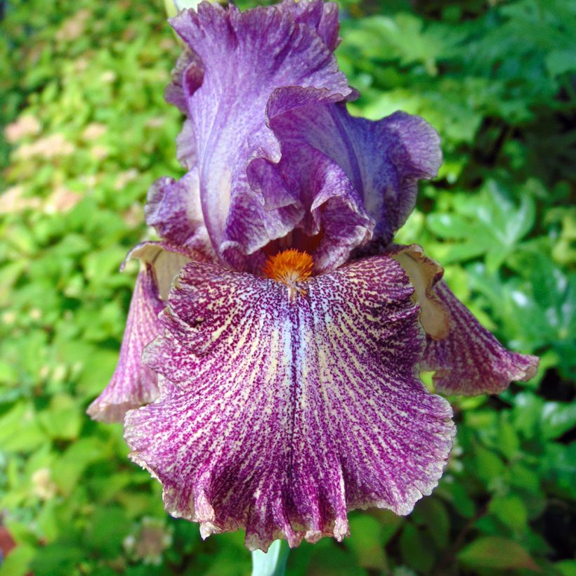 Iris germanica Sirop de Framboise - Giaggiolo paonazzo (Fioritura)