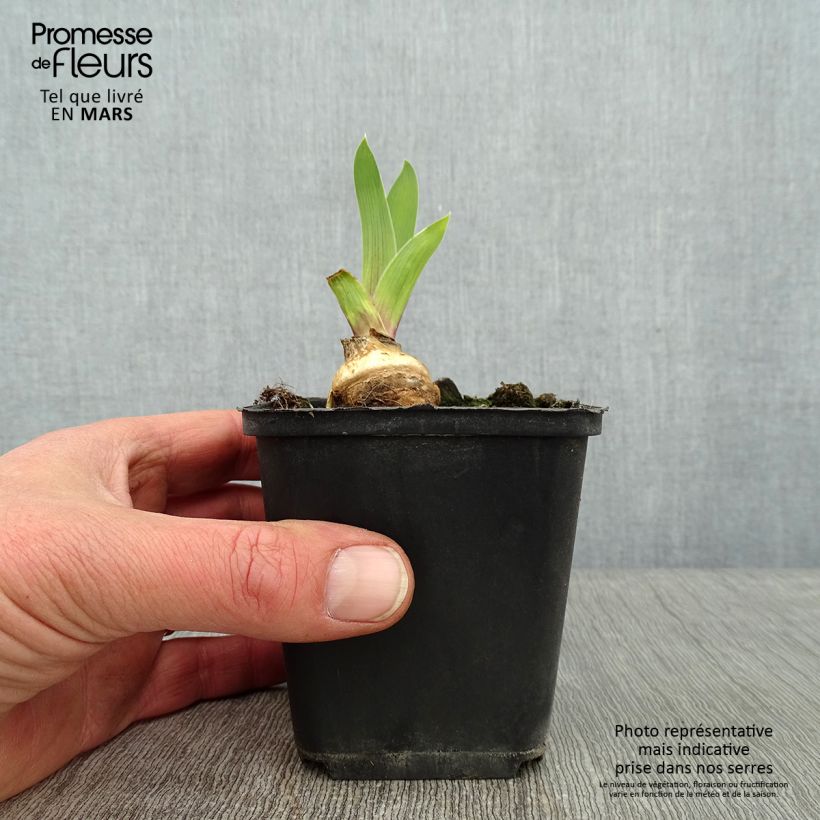 Iris germanica Skyfire - Giaggiolo paonazzo Vasetto da 8/9 cm esemplare consegnato in inverno