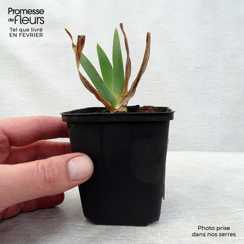 Iris germanica Smiling Faces - Giaggiolo paonazzo Vasetto da 8/9 cm esemplare consegnato in inverno