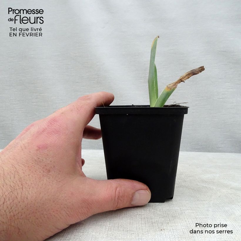 Iris germanica Sorbet Fraise - Giaggiolo paonazzo Vasetto da 8/9 cm esemplare consegnato in inverno